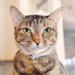 Pet of the Week